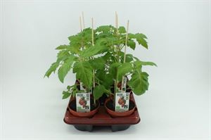 Afbeelding van Tomaat. San Marzano tomaat (12cm pot) Bio